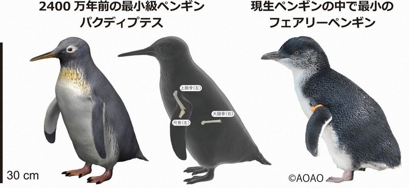 化石ペンギン「新種」 ニュージーランドで発見 足寄博物館などのチーム