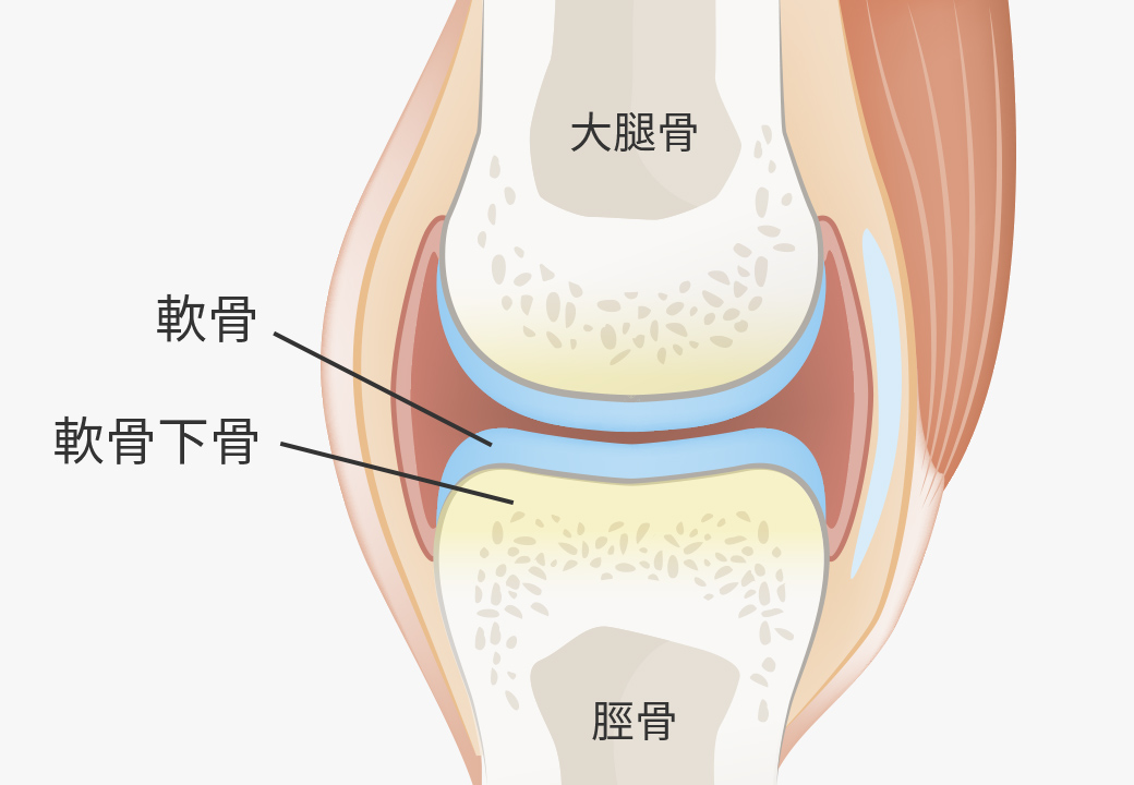 半月板損傷・半月板断裂に対する再生医療・幹細胞治療 | リペアセル